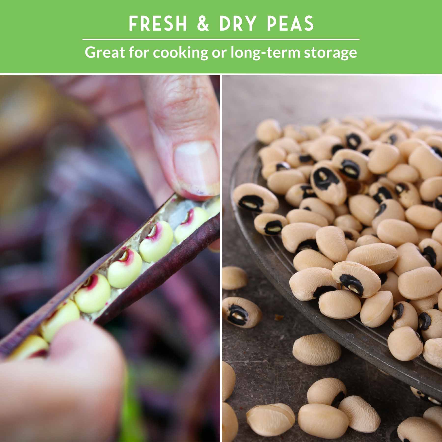 Cowpea Seed Collection – Black-Eyed Peas & Knuckle Purple Hull Cowpeas for Warm-Season, High-Nutrition Gardens