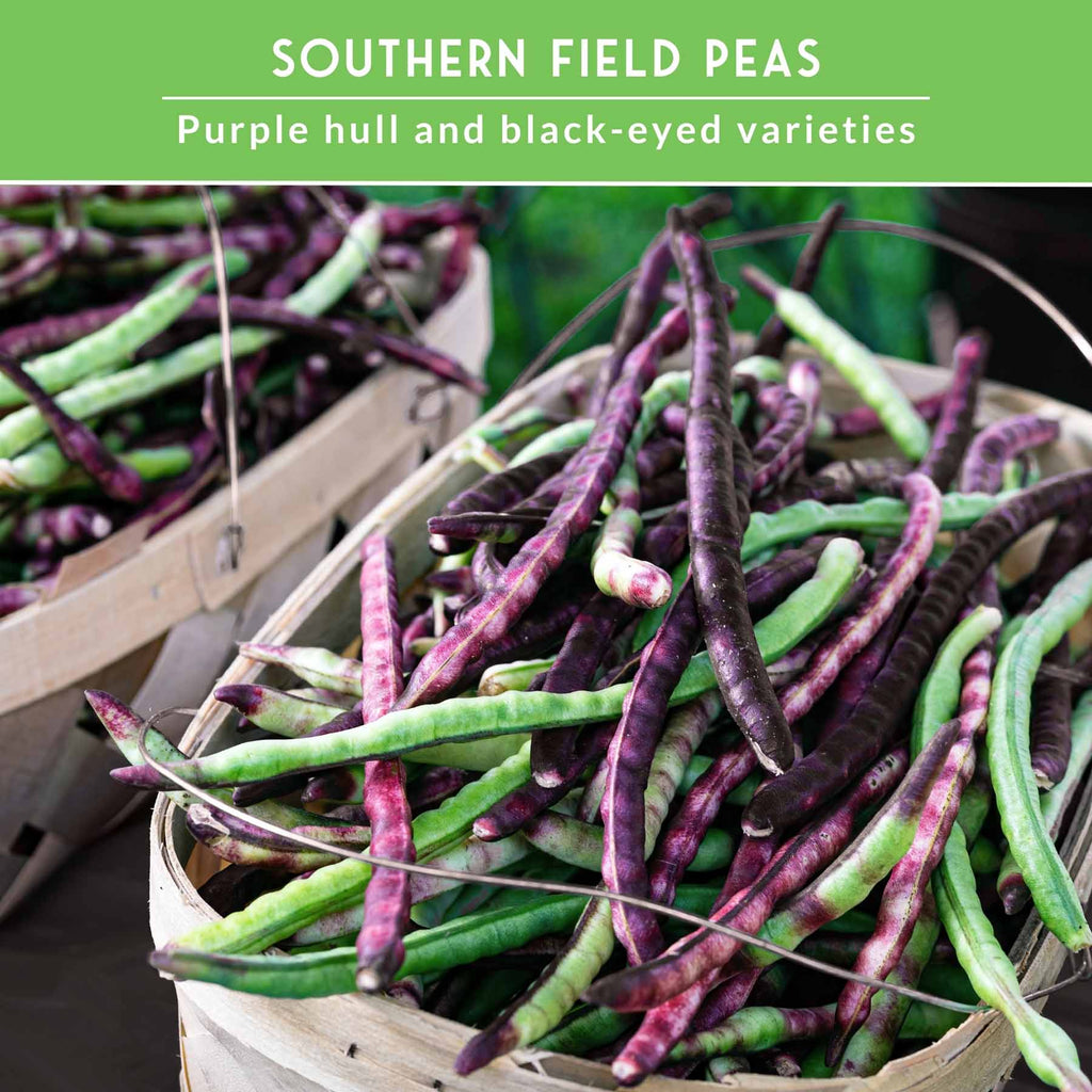Cowpea Seed Collection – Black-Eyed Peas & Knuckle Purple Hull Cowpeas for Warm-Season, High-Nutrition Gardens