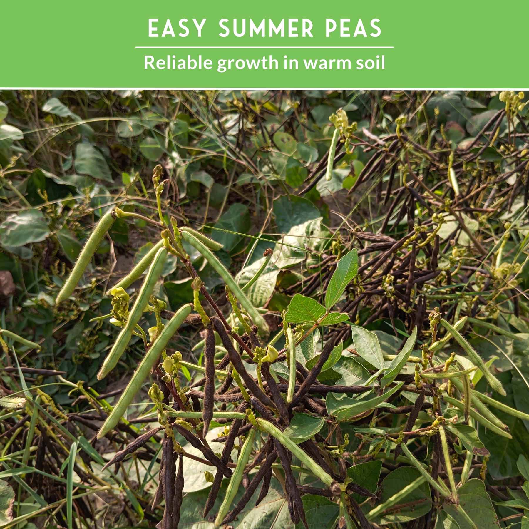 Cowpea Seed Collection – Black-Eyed Peas & Knuckle Purple Hull Cowpeas for Warm-Season, High-Nutrition Gardens
