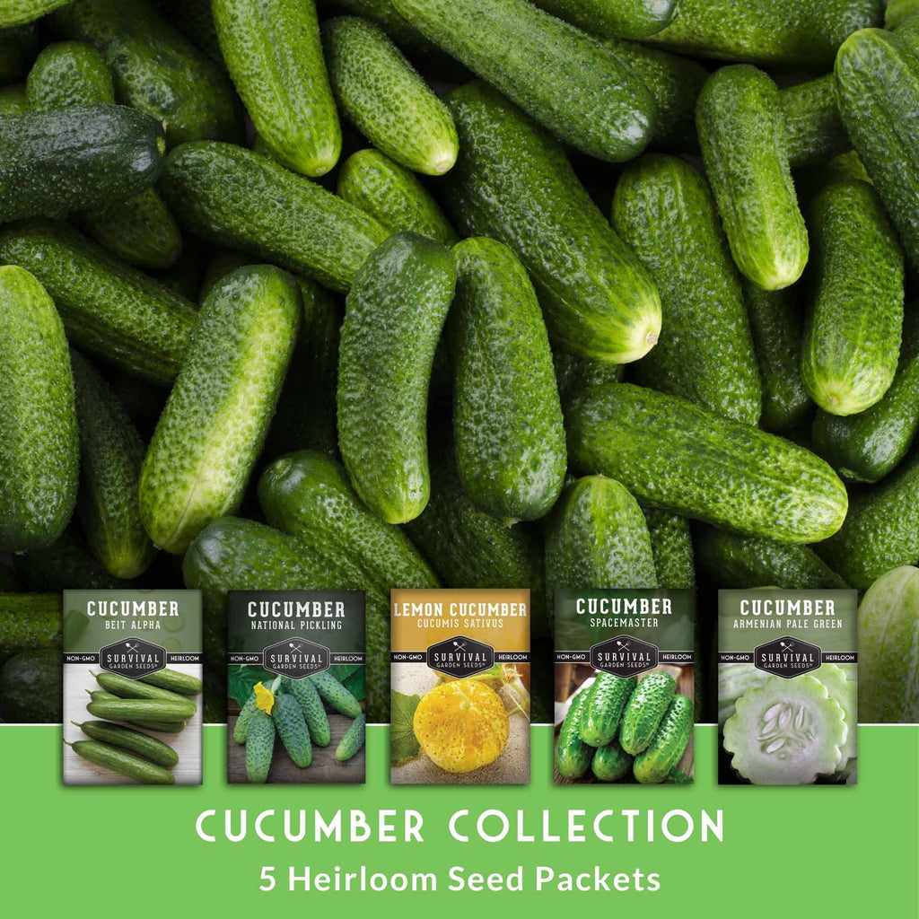 Cucumber Seed Collection – Armenian, Beit Alpha, Lemon, National Pickling & Spacemaster Varieties