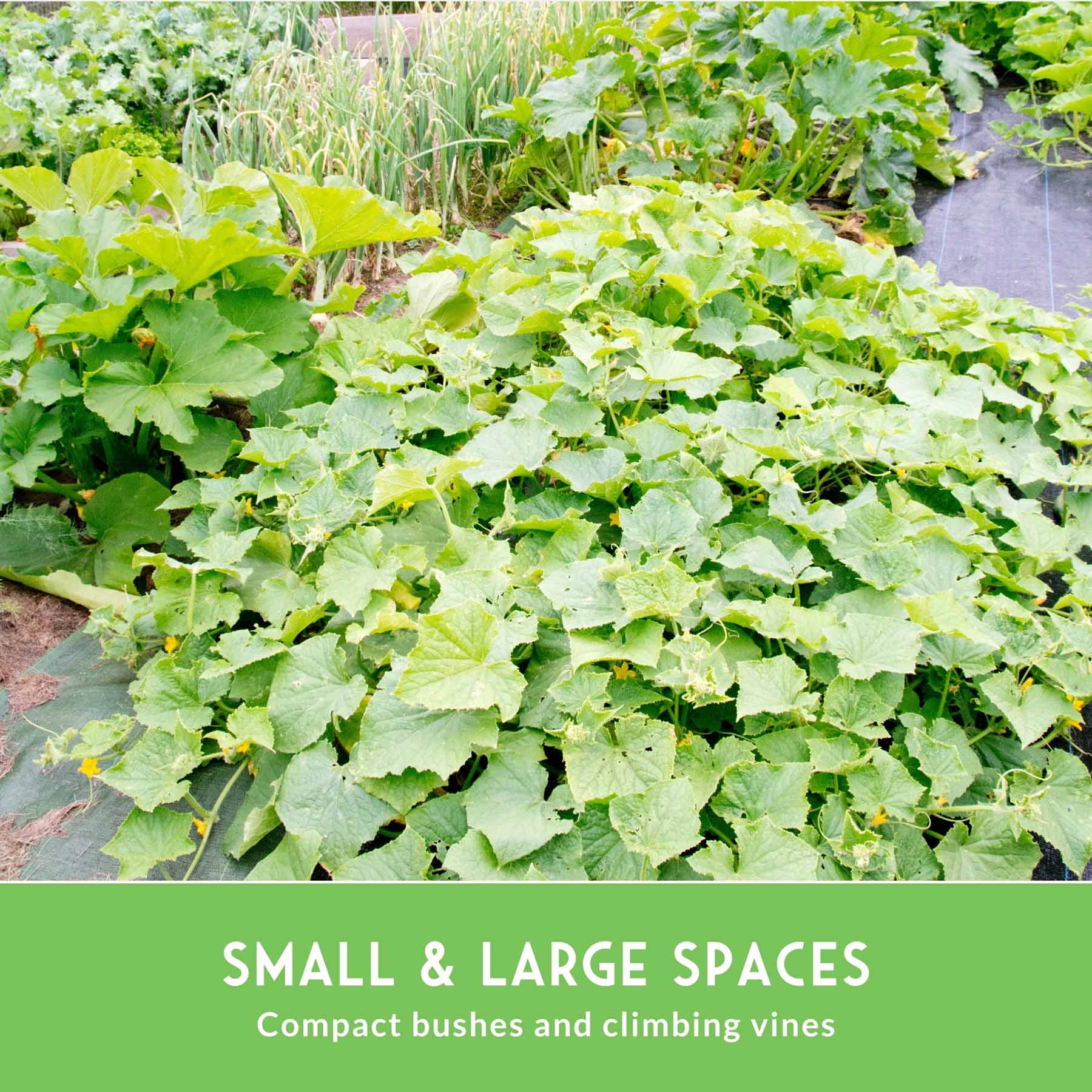 Cucumber Seed Collection – Armenian, Beit Alpha, Lemon, National Pickling & Spacemaster Varieties
