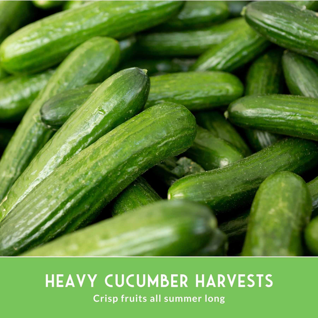 Cucumber Seed Collection – Armenian, Beit Alpha, Lemon, National Pickling & Spacemaster Varieties