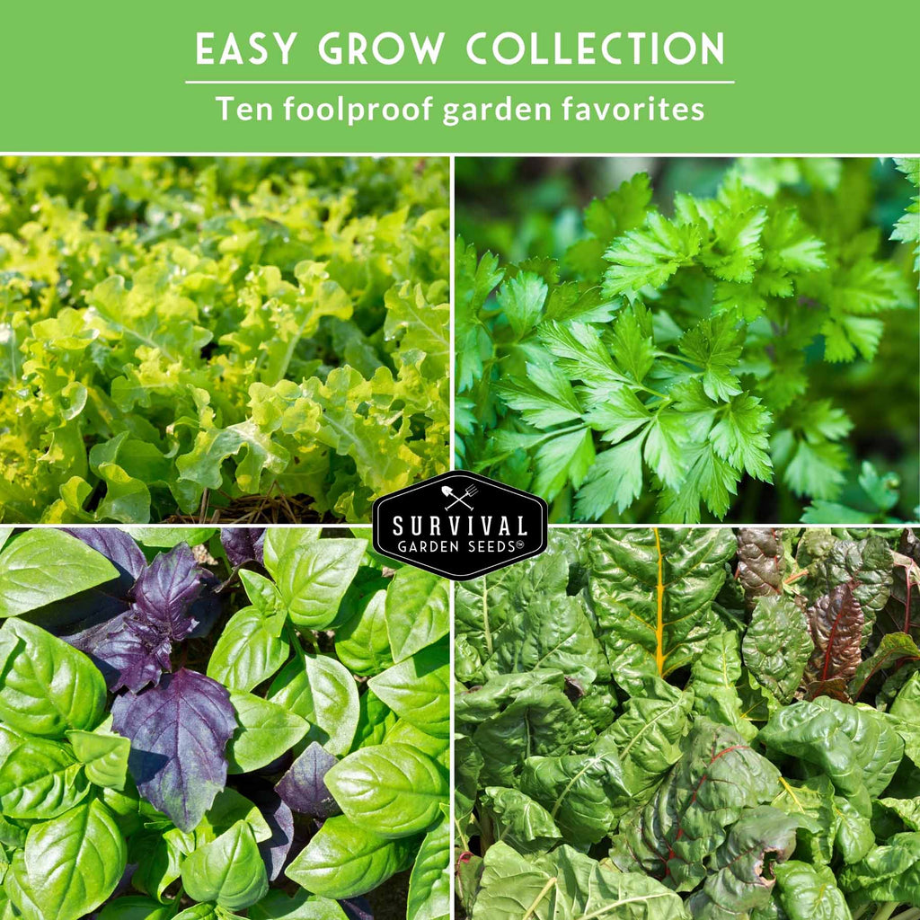 Easy-to-Grow Seed Collection – Beginner-Friendly Vegetables & Herbs for Quick, Reliable Harvests