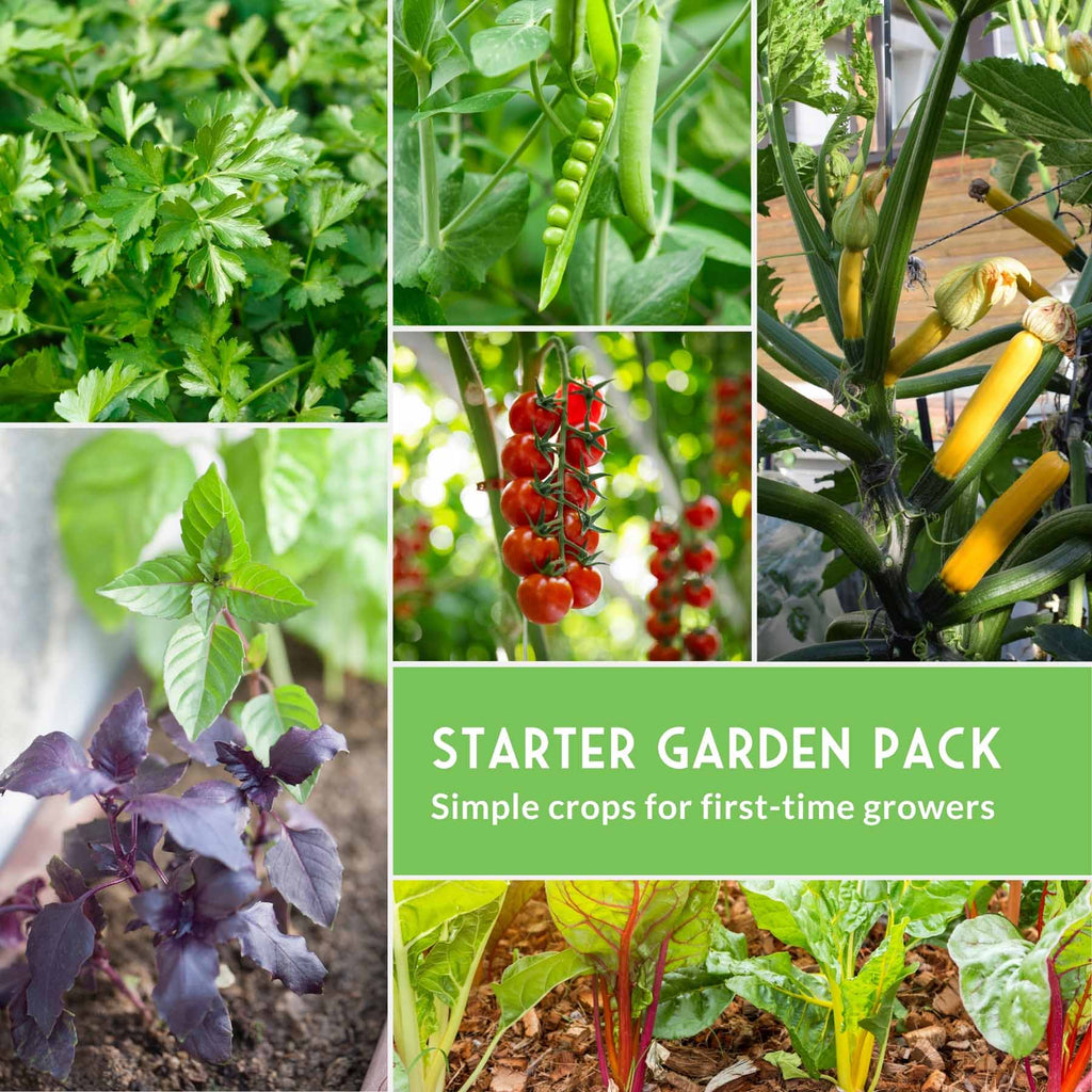 Easy-to-Grow Seed Collection – Beginner-Friendly Vegetables & Herbs for Quick, Reliable Harvests