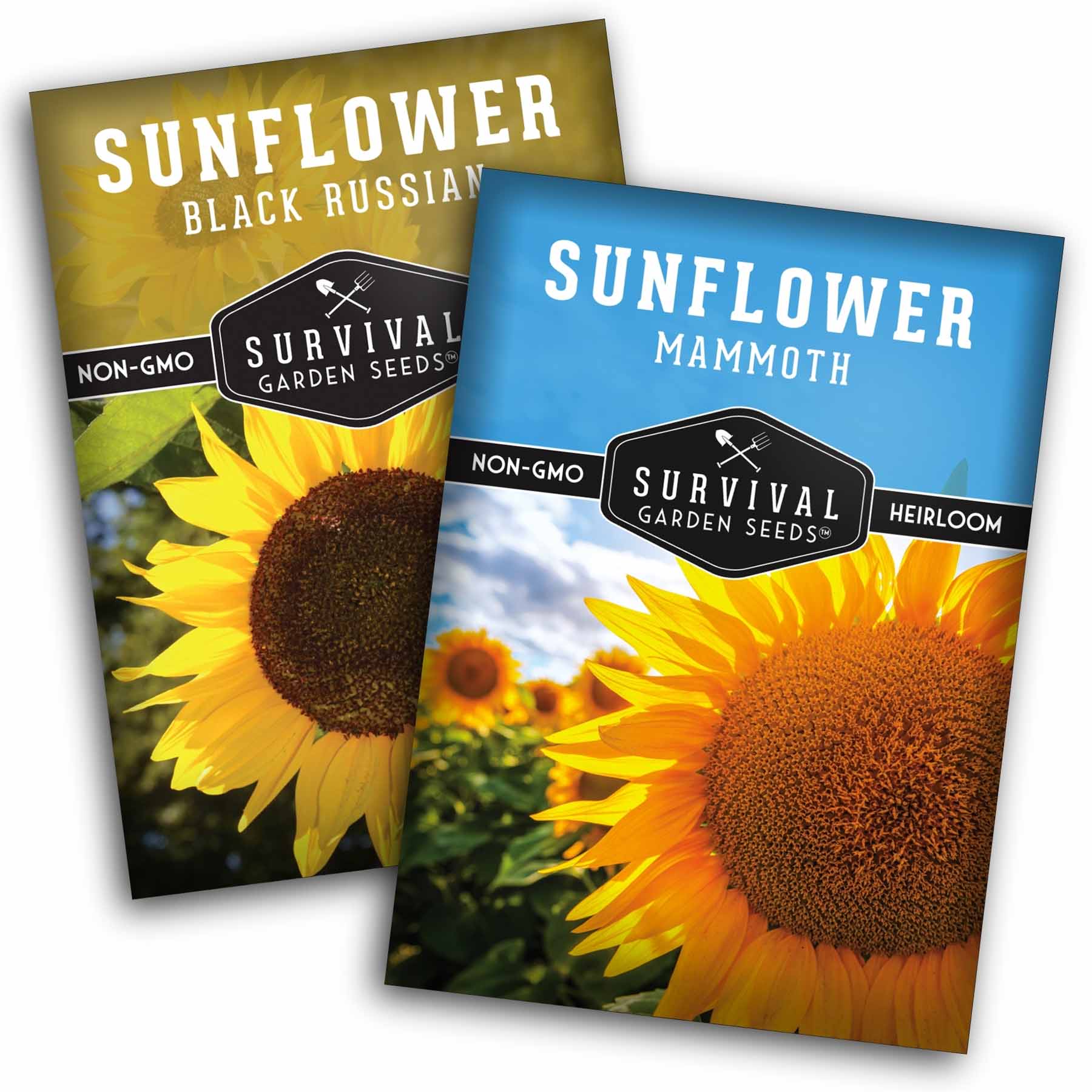Edible Sunflower Seeds Collection – Mammoth & Black Russian Heirloom Non-GMO Varieties for Roasting, Bird Feed & Towering Garden Displays