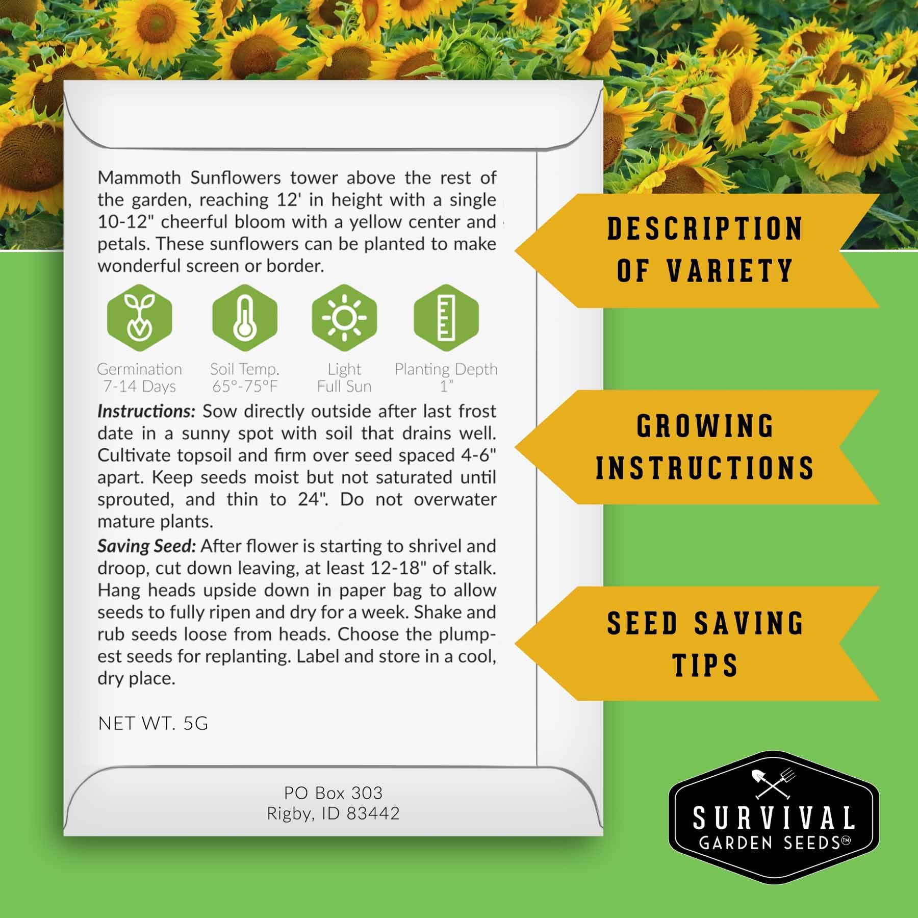 Edible Sunflower Seeds Collection – Mammoth & Black Russian Heirloom Non-GMO Varieties for Roasting, Bird Feed & Towering Garden Displays