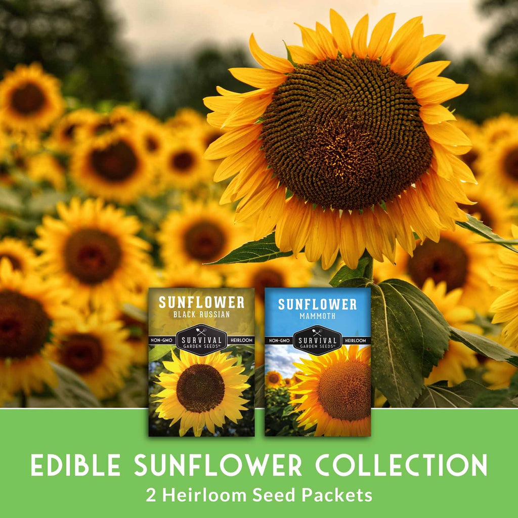 Edible Sunflower Seeds Collection – Mammoth & Black Russian Heirloom Non-GMO Varieties for Roasting, Bird Feed & Towering Garden Displays