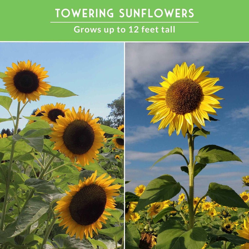 Edible Sunflower Seeds Collection – Mammoth & Black Russian Heirloom Non-GMO Varieties for Roasting, Bird Feed & Towering Garden Displays