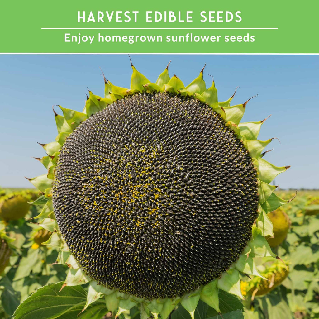 Edible Sunflower Seeds Collection – Mammoth & Black Russian Heirloom Non-GMO Varieties for Roasting, Bird Feed & Towering Garden Displays