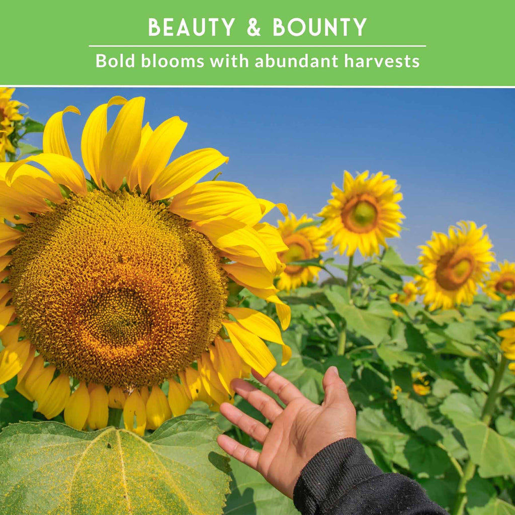 Edible Sunflower Seeds Collection – Mammoth & Black Russian Heirloom Non-GMO Varieties for Roasting, Bird Feed & Towering Garden Displays