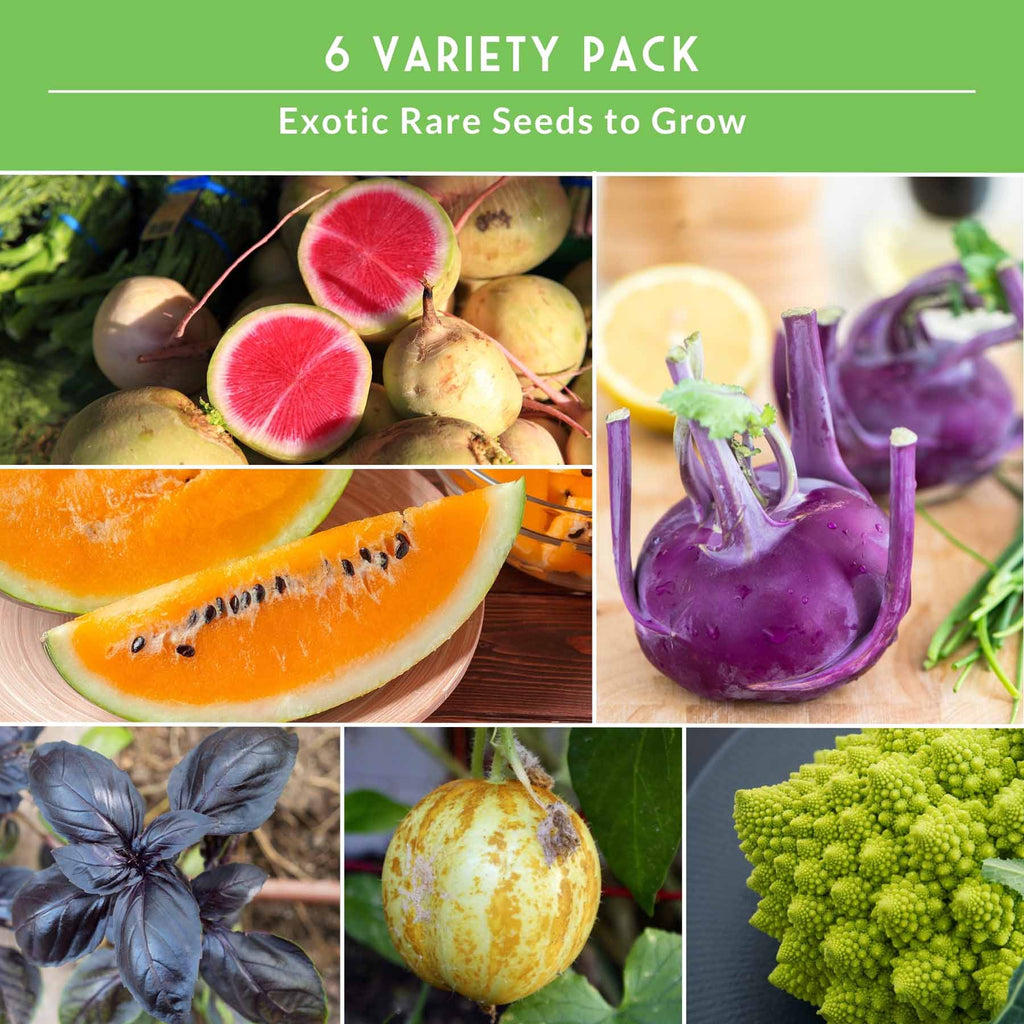 Rare Exotic Vegetable & Fruit Seeds – 6 Variety Heirloom Pack with Romanesco Broccoli, Watermelon Radish, Lemon Cucumber, and More
