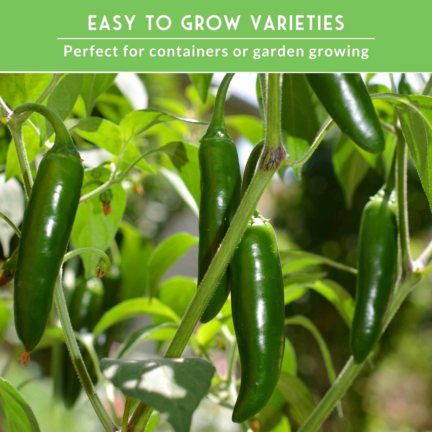 4 Pepper Seed Collection – Heirloom Non-GMO Hot & Sweet Peppers for Salsas, Roasting & Fresh Garden Harvests