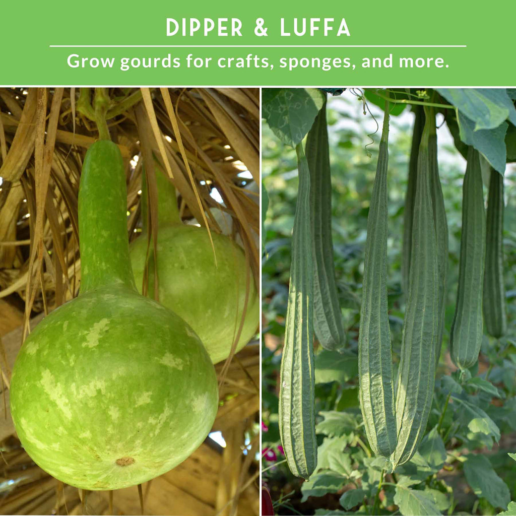 Gourd Seed Collection – Dipper Gourds & Luffa (Loofah) Gourds for Crafting, Utility & Eco-Friendly Uses