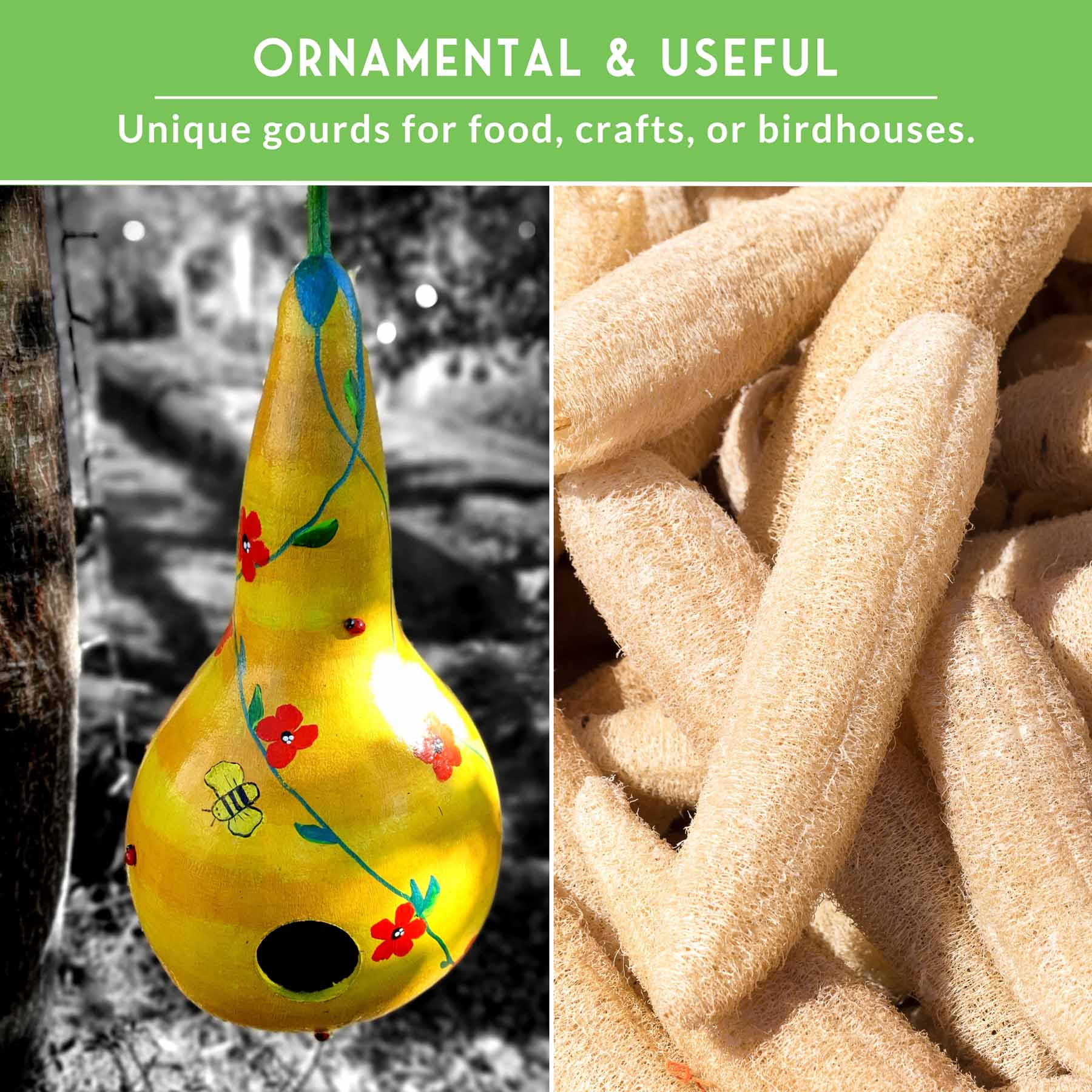 Gourd Seed Collection – Dipper Gourds & Luffa (Loofah) Gourds for Crafting, Utility & Eco-Friendly Uses