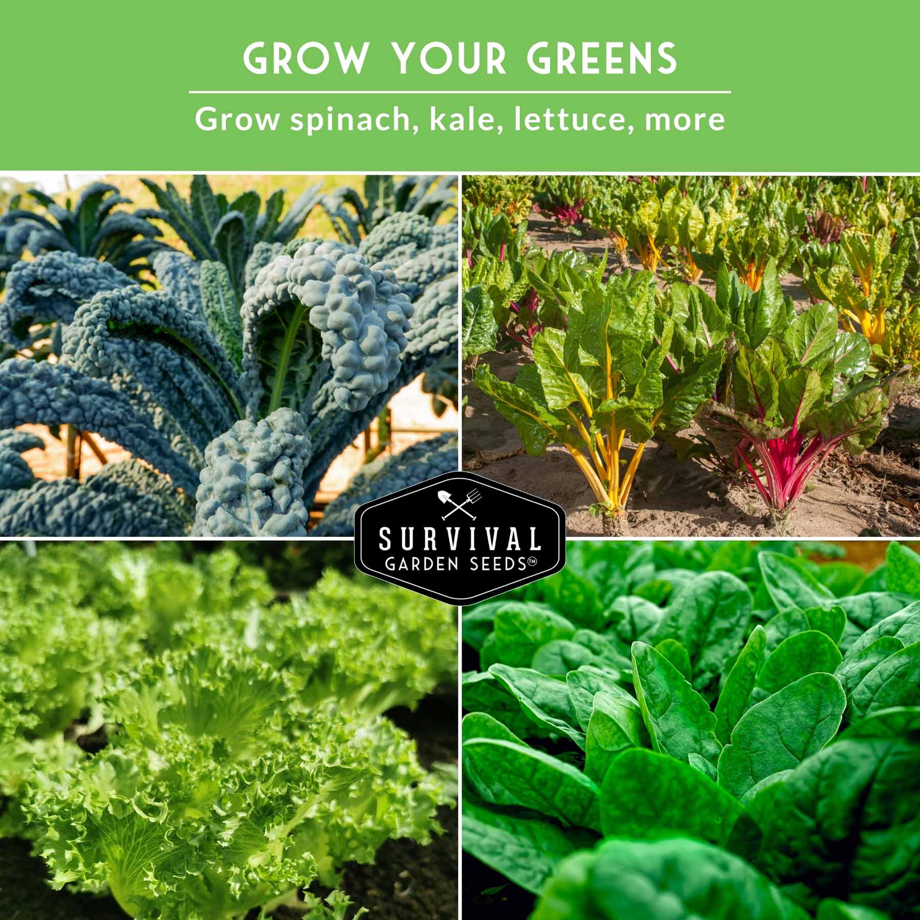 Greens Seeds Collection – 5 Heirloom Leafy Superfoods for Year-Round Growing Indoors or Outdoors