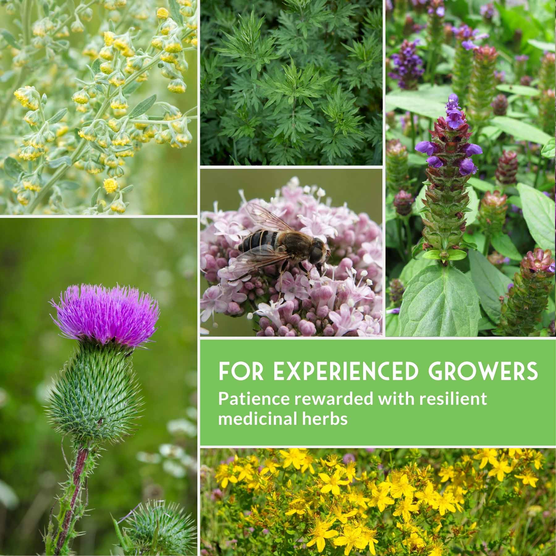 Herbalist Bundle – 8-Varieties of Heirloom Perennial & Biennial Healing Plants for Advanced Apothecary Gardens