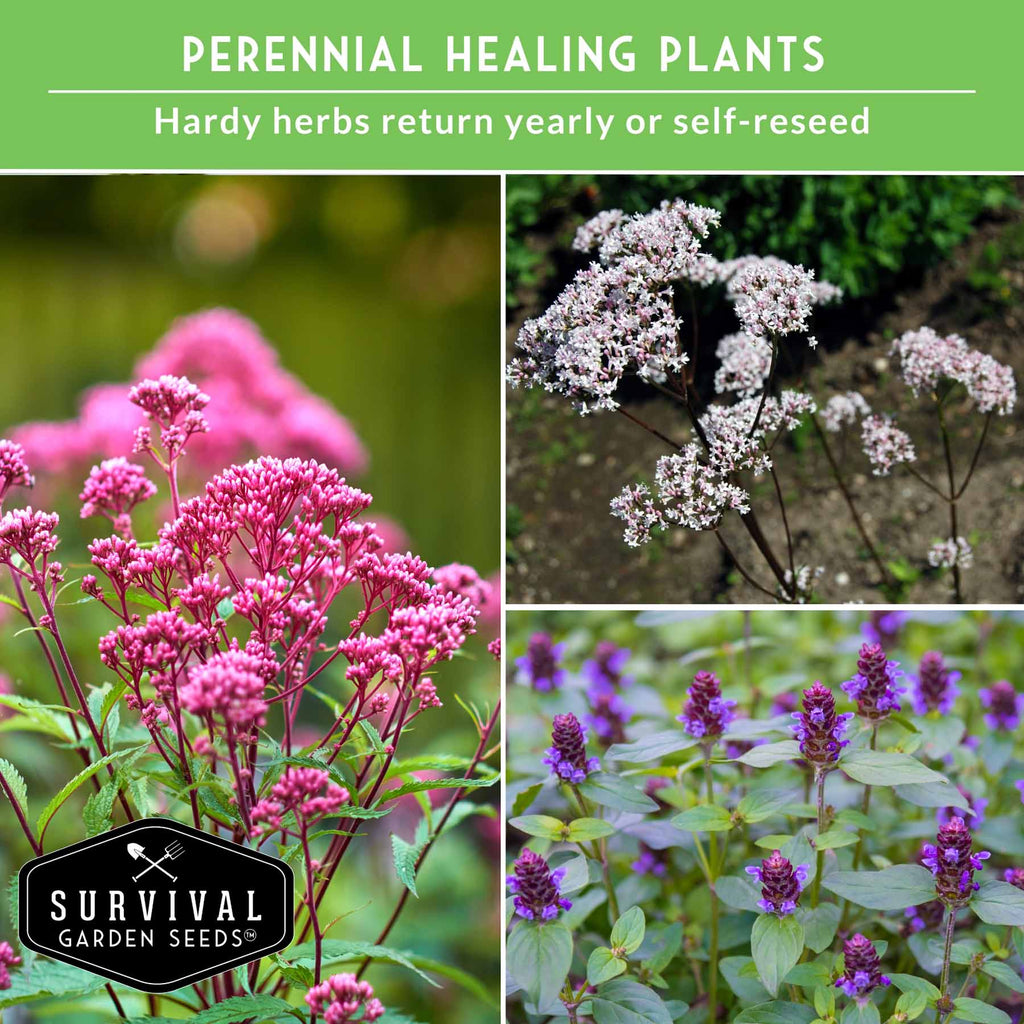 Herbalist Bundle – 8-Varieties of Heirloom Perennial & Biennial Healing Plants for Advanced Apothecary Gardens