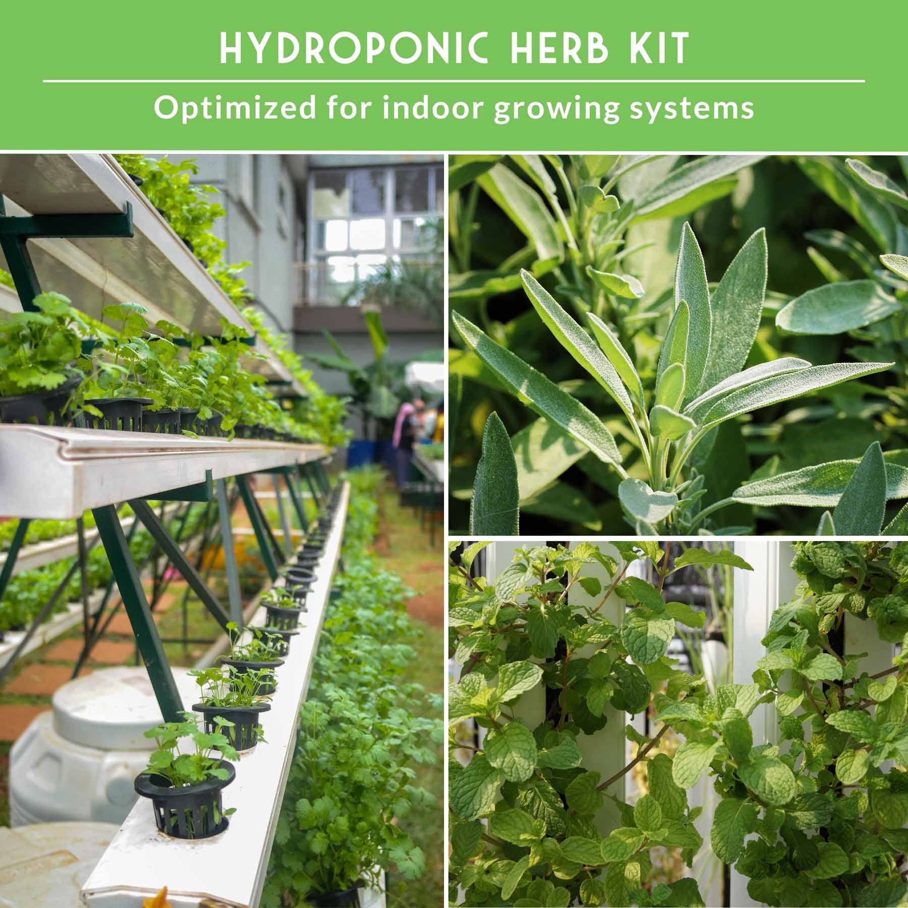 Indoor Herb Garden Hydroponic Seeds Collection – 6 Heirloom Non-GMO Culinary Herbs for Countertop, Tower & Year-Round Growing