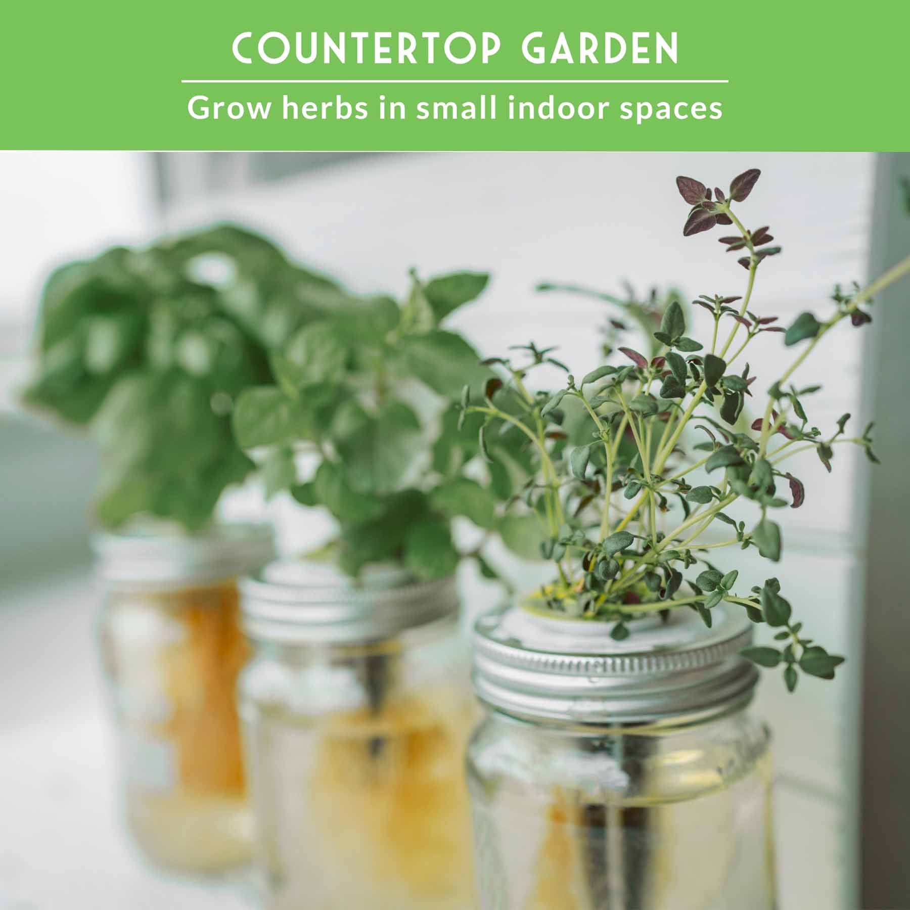 Indoor Herb Garden Hydroponic Seeds Collection – 6 Heirloom Non-GMO Culinary Herbs for Countertop, Tower & Year-Round Growing