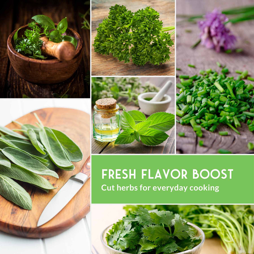 Indoor Herb Garden Hydroponic Seeds Collection – 6 Heirloom Non-GMO Culinary Herbs for Countertop, Tower & Year-Round Growing