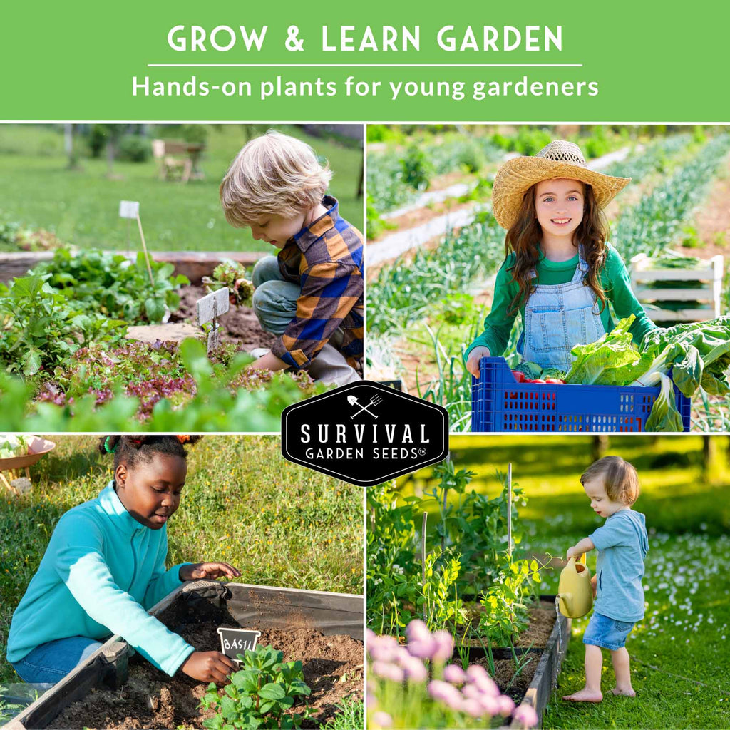 Kid’s Easy Garden Seed Collection – 6 Fast-Growing Vegetables & Herbs for Beginner Gardeners