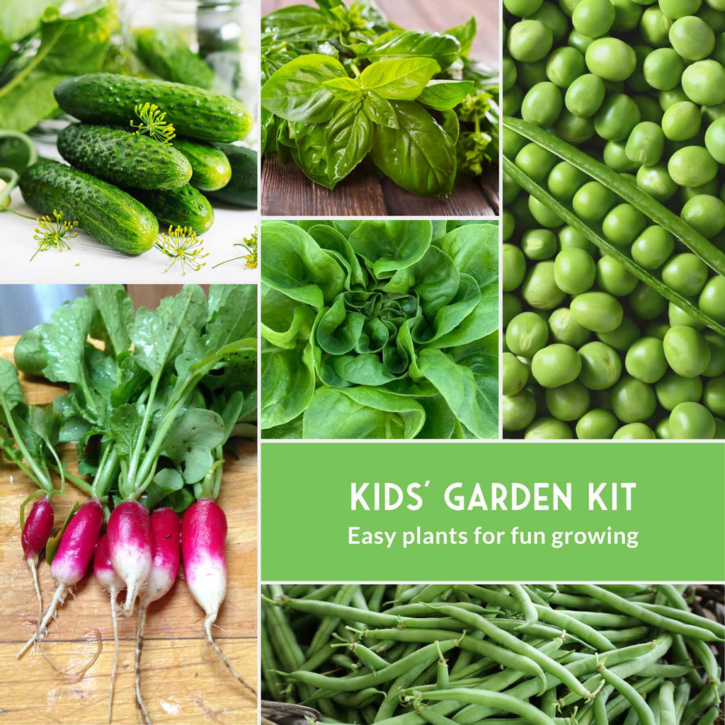 Kid’s Easy Garden Seed Collection – 6 Fast-Growing Vegetables & Herbs for Beginner Gardeners