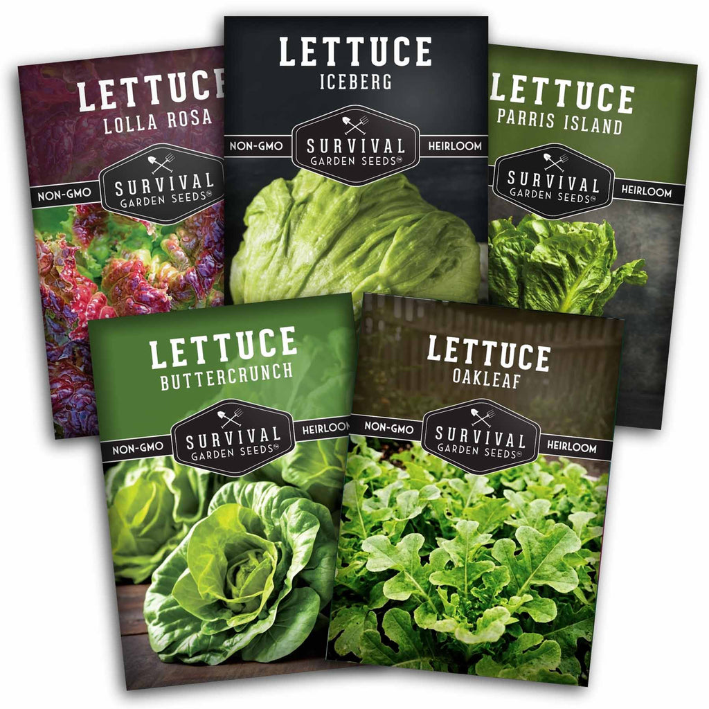 Lettuce Seed Collection – 5 Heirloom Varieties for Year-Round Harvest | Buttercrunch, Oakleaf, Lolla Rosa, Iceberg & Parris Island