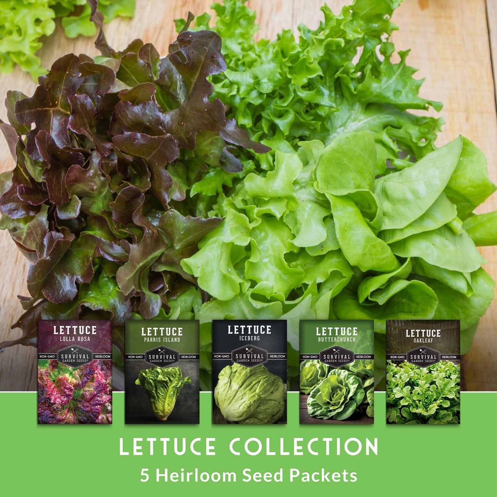 Lettuce Seed Collection – 5 Heirloom Varieties for Year-Round Harvest | Buttercrunch, Oakleaf, Lolla Rosa, Iceberg & Parris Island