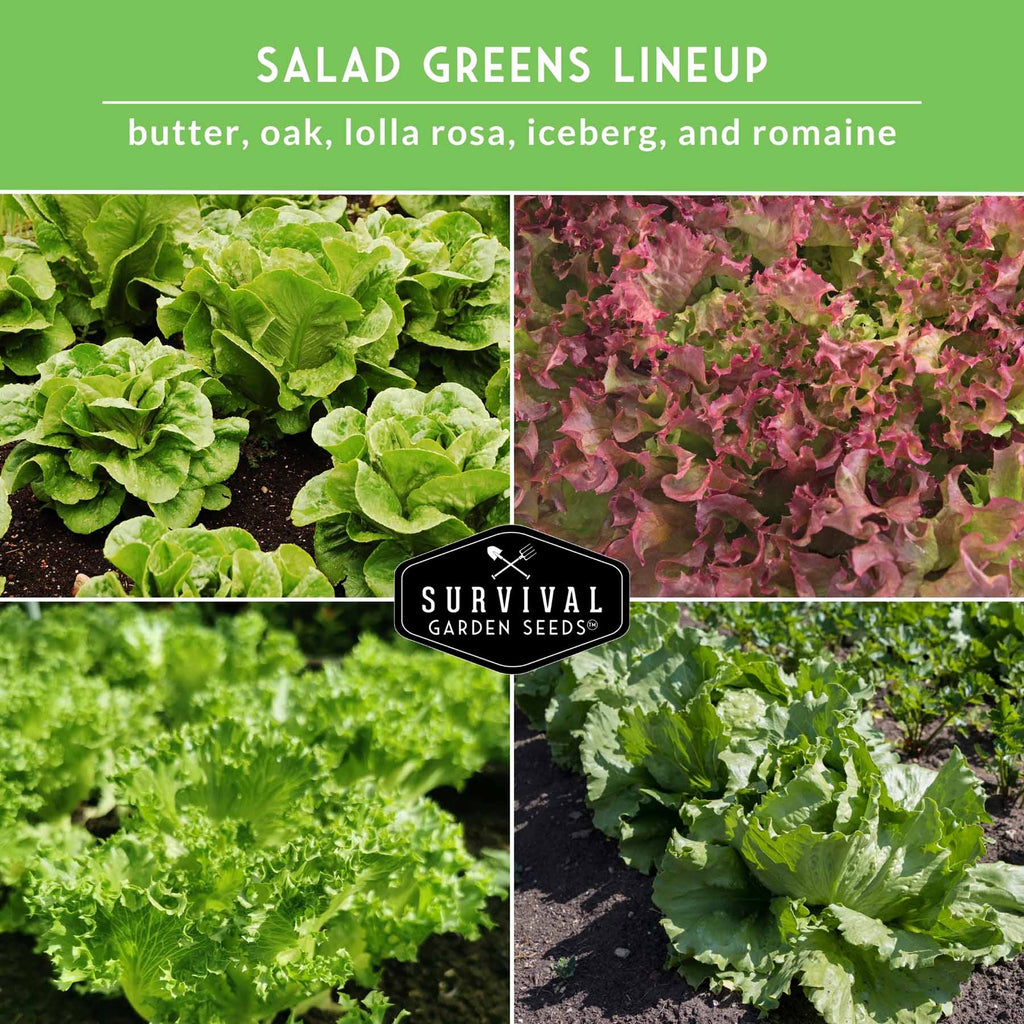 Lettuce Seed Collection – 5 Heirloom Varieties for Year-Round Harvest | Buttercrunch, Oakleaf, Lolla Rosa, Iceberg & Parris Island