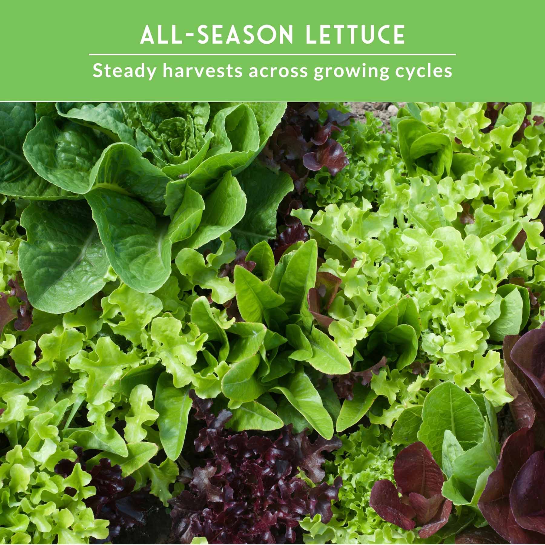 Lettuce Seed Collection – 5 Heirloom Varieties for Year-Round Harvest | Buttercrunch, Oakleaf, Lolla Rosa, Iceberg & Parris Island