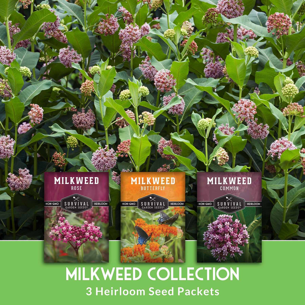 Milkweed Seed Collection – Common, Butterfly, and Rose Milkweed for Monarch Support