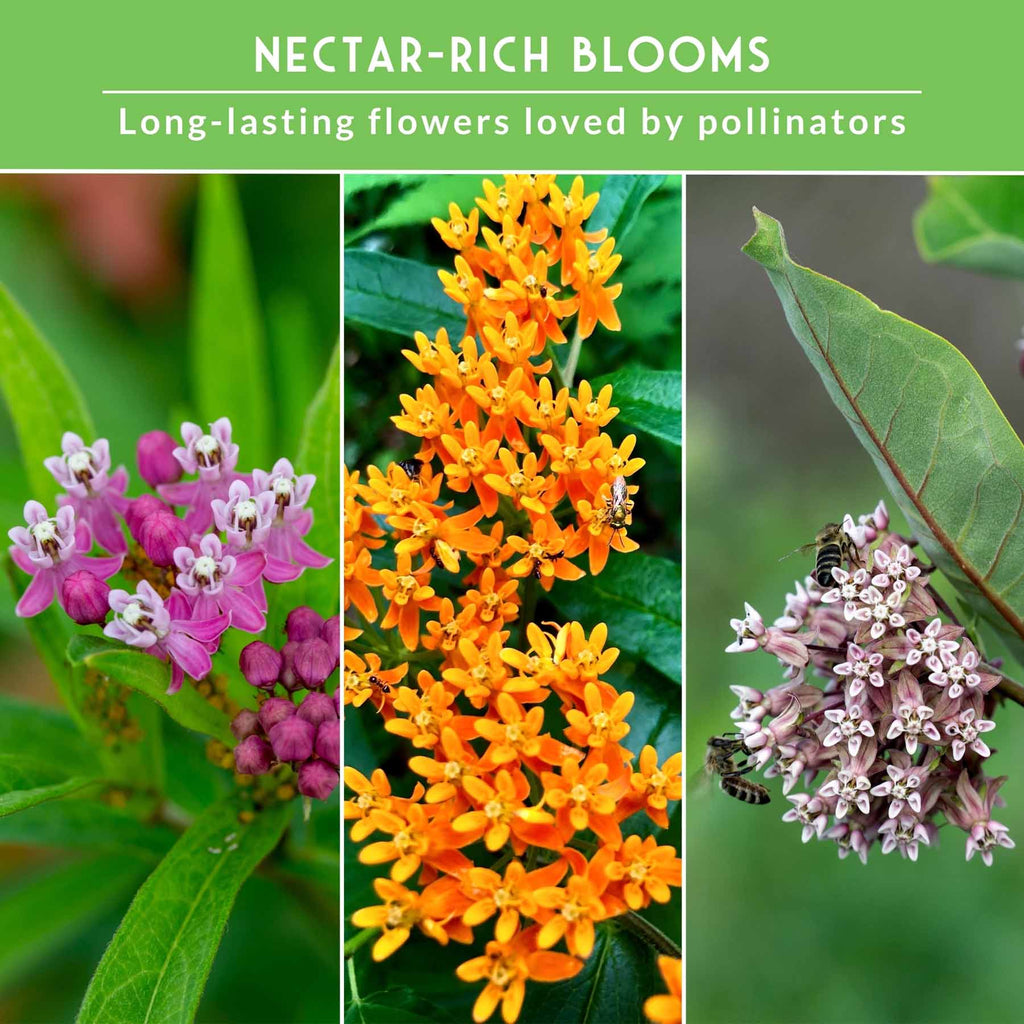 Milkweed Seed Collection – Common, Butterfly, and Rose Milkweed for Monarch Support