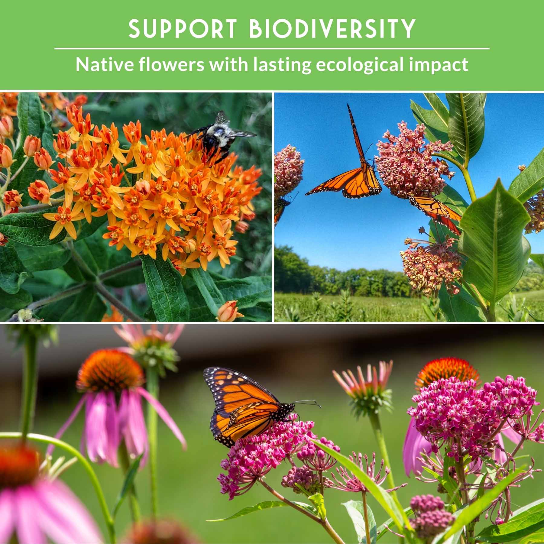 Milkweed Seed Collection – Common, Butterfly, and Rose Milkweed for Monarch Support