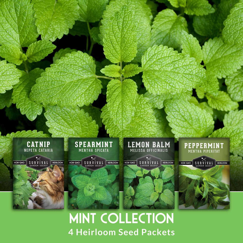 Mint Seed Mix – 4 Variety Pack: Peppermint, Spearmint, Lemon Balm & Catnip – Fragrant Culinary & Medicinal Herbs for Indoor or Outdoor Gardens