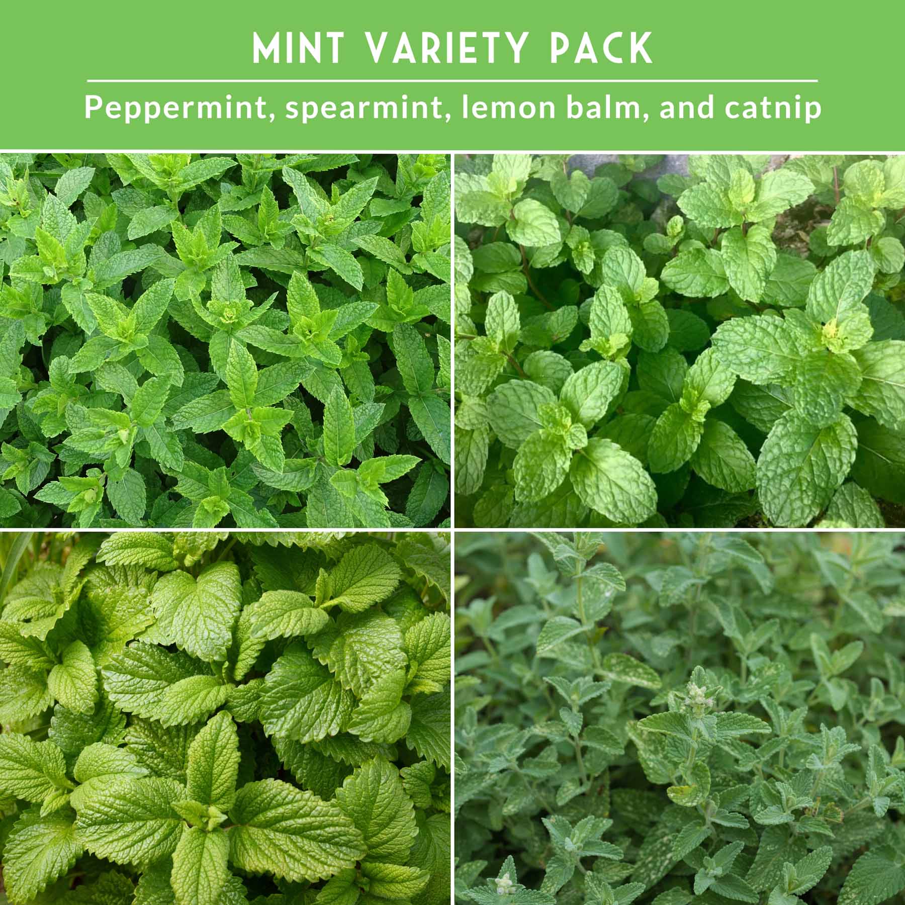 Mint Seed Mix – 4 Variety Pack: Peppermint, Spearmint, Lemon Balm & Catnip – Fragrant Culinary & Medicinal Herbs for Indoor or Outdoor Gardens