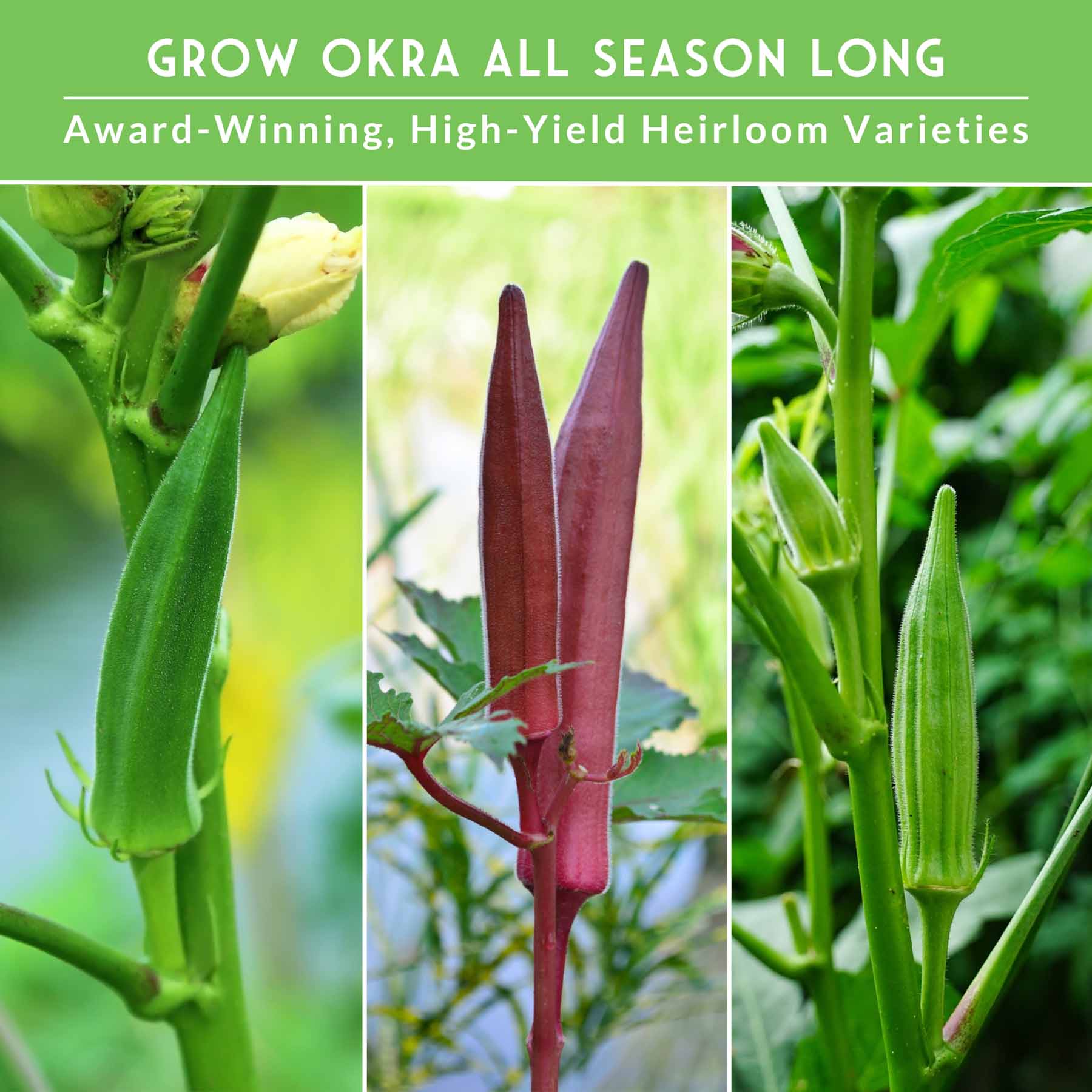 Okra Seed Collection – Red Burgundy, Clemson Spineless, and Emerald for Heat-Loving, High-Yield Summer Harvests