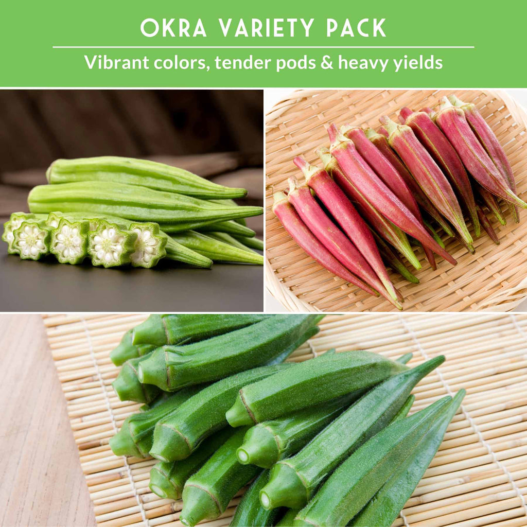 Okra Seed Collection – Red Burgundy, Clemson Spineless, and Emerald for Heat-Loving, High-Yield Summer Harvests
