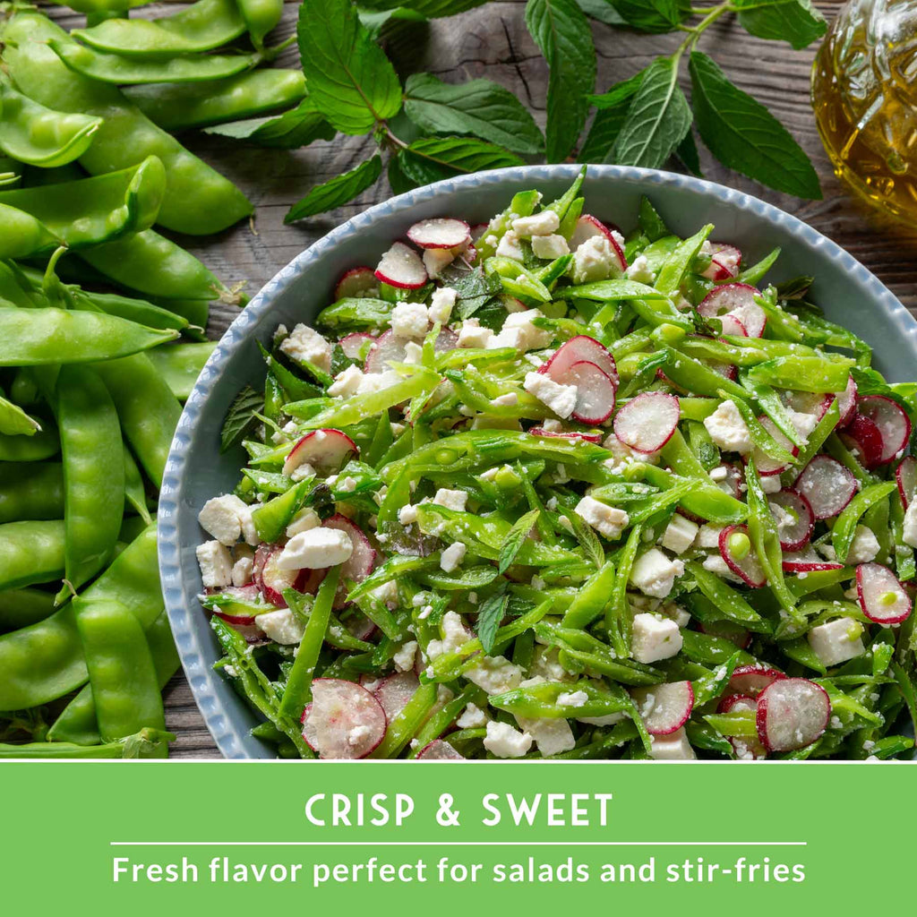 Sugar Pea Seed Collection – Oregon Sugar Pod II & Sugar Daddy Snap Peas for Crisp, Sweet Cool-Season Harvests