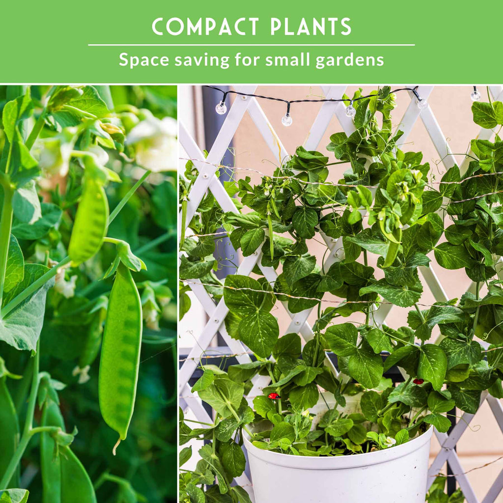 Sugar Pea Seed Collection – Oregon Sugar Pod II & Sugar Daddy Snap Peas for Crisp, Sweet Cool-Season Harvests