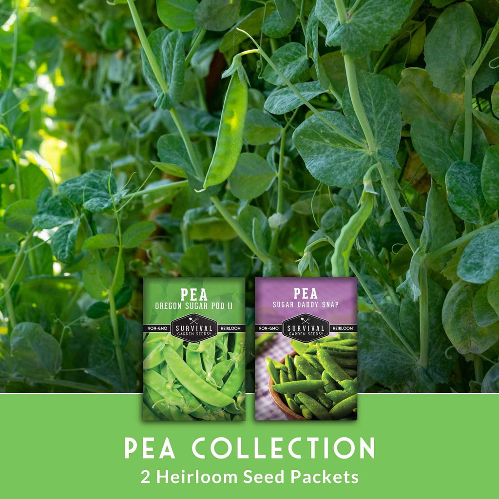 Sugar Pea Seed Collection – Oregon Sugar Pod II & Sugar Daddy Snap Peas for Crisp, Sweet Cool-Season Harvests