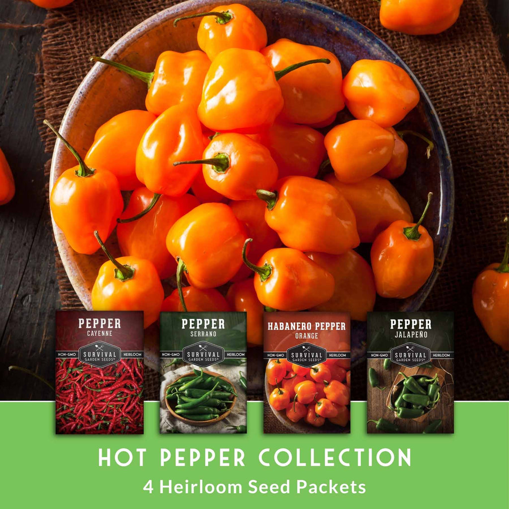 Hot Pepper Seed Collection – Heirloom Non-GMO 4-Variety Pack: Jalapeño, Serrano, Cayenne & Habanero Orange for Salsas, Sauces & Spicy Cooking