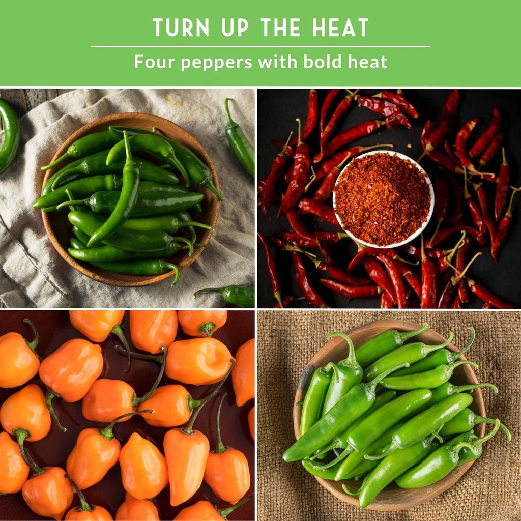 Hot Pepper Seed Collection – Heirloom Non-GMO 4-Variety Pack: Jalapeño, Serrano, Cayenne & Habanero Orange for Salsas, Sauces & Spicy Cooking