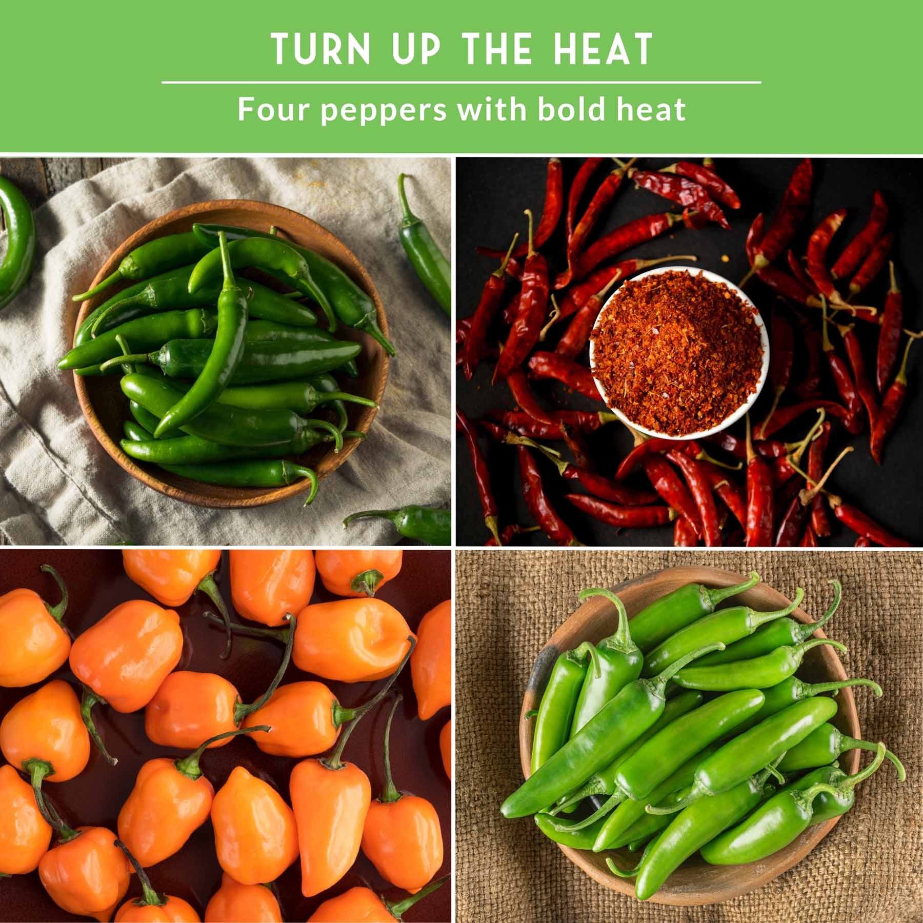 Hot Pepper Seed Collection – Heirloom Non-GMO 4-Variety Pack: Jalapeño, Serrano, Cayenne & Habanero Orange for Salsas, Sauces & Spicy Cooking