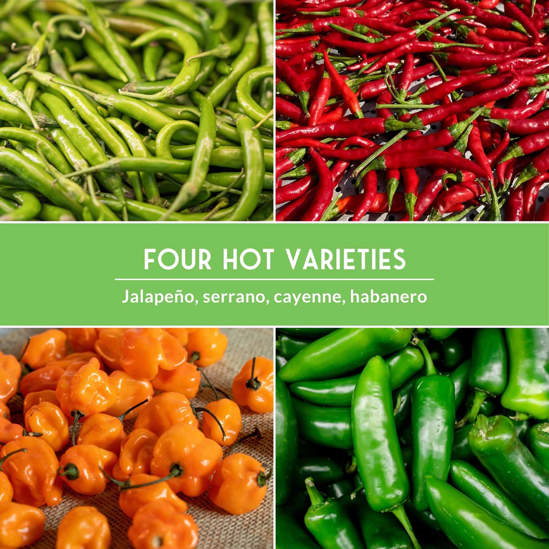 Hot Pepper Seed Collection – Heirloom Non-GMO 4-Variety Pack: Jalapeño, Serrano, Cayenne & Habanero Orange for Salsas, Sauces & Spicy Cooking