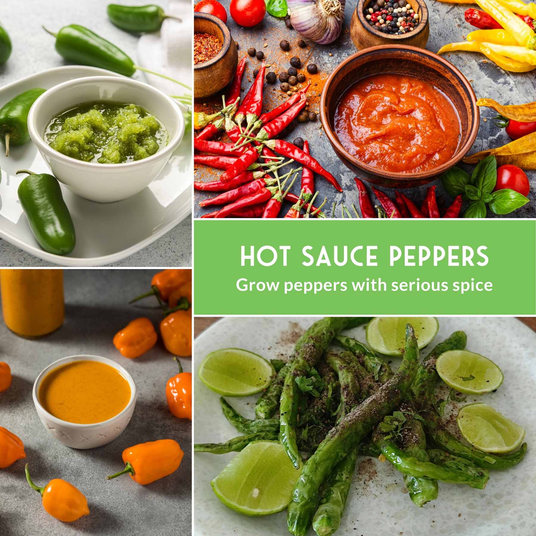 Hot Pepper Seed Collection – Heirloom Non-GMO 4-Variety Pack: Jalapeño, Serrano, Cayenne & Habanero Orange for Salsas, Sauces & Spicy Cooking
