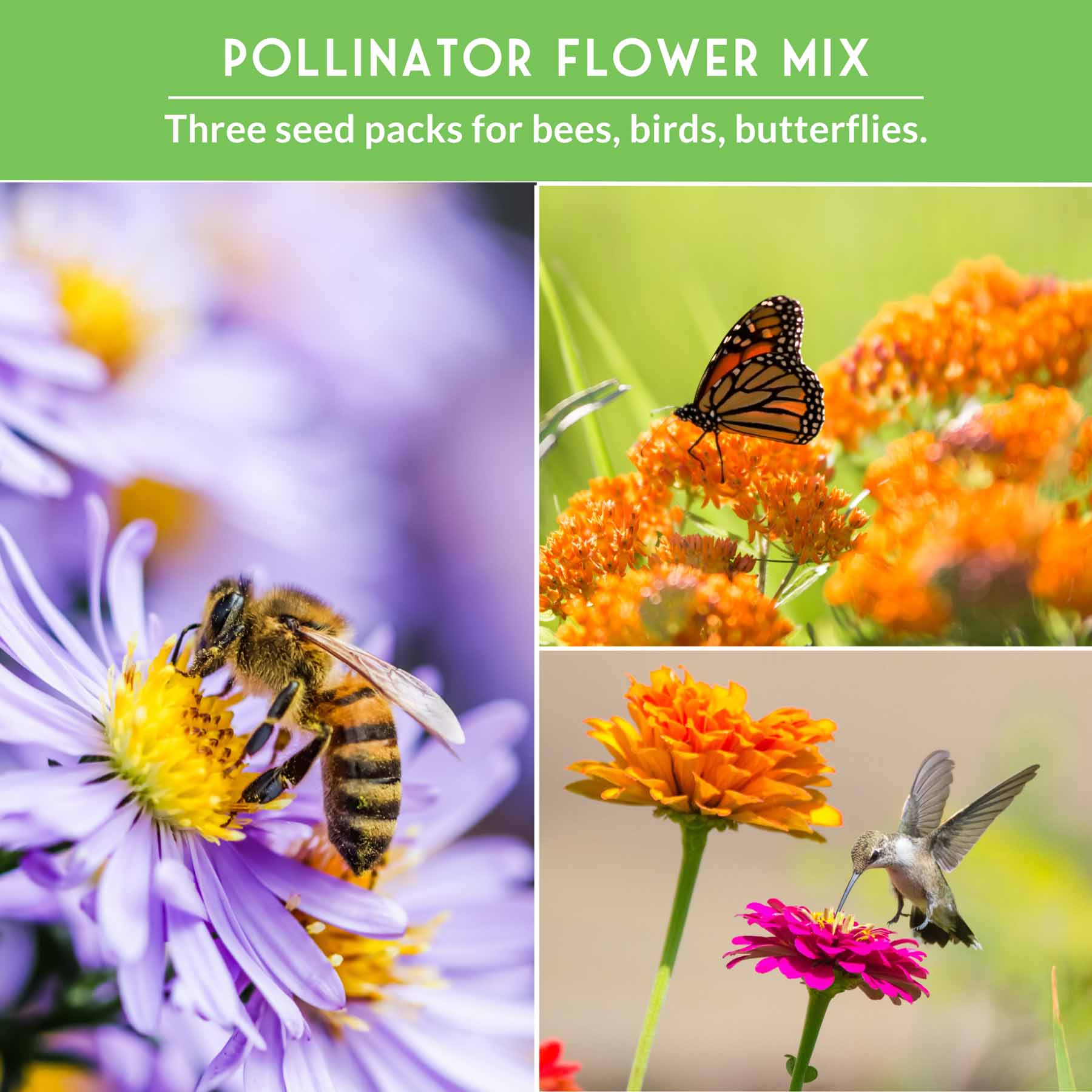 Pollinator Flower Seed Collection - Wildflower Mixes for Bees, Butterflies & Hummingbirds