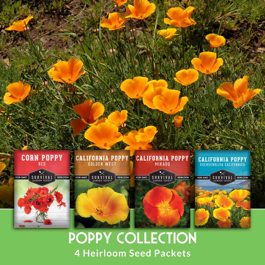 Poppy Seed Collection – California Poppy Trio & Flanders Poppy for Vibrant, Pollinator-Friendly Blooms
