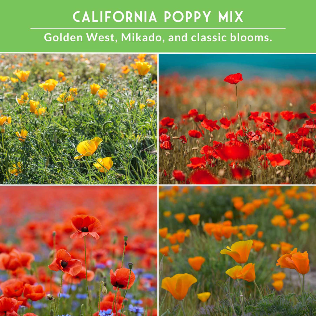 Poppy Seed Collection – California Poppy Trio & Flanders Poppy for Vibrant, Pollinator-Friendly Blooms