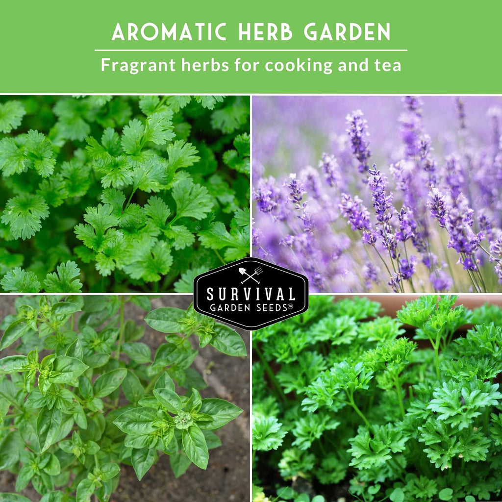 Popular Herb Seed Collection – 5 Heirloom Non-GMO Herbs for Culinary & Garden Use (Spearmint, Basil, Cilantro, Lavender & Parsley) – Indoor or Outdoor Growing Kit
