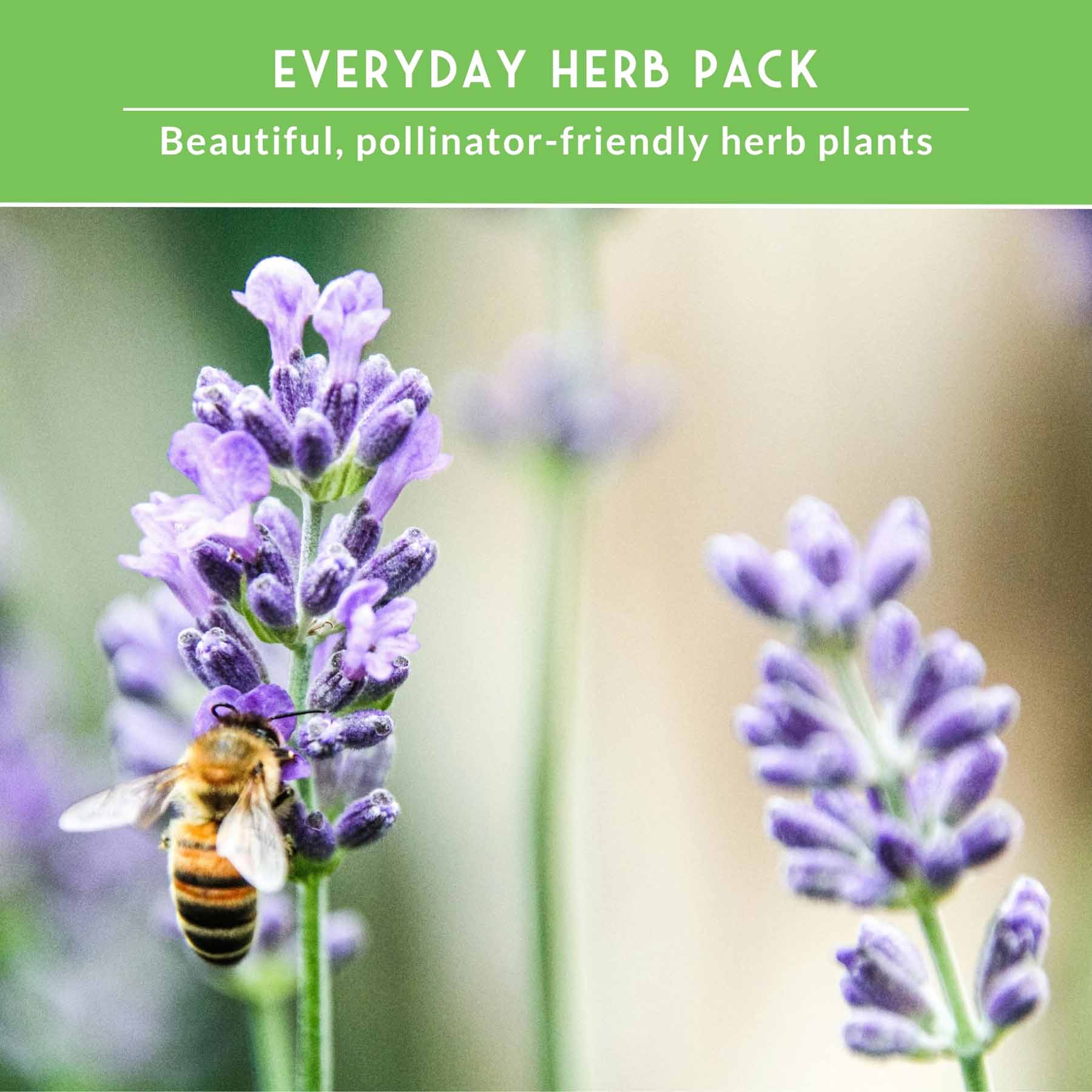 Popular Herb Seed Collection – 5 Heirloom Non-GMO Herbs for Culinary & Garden Use (Spearmint, Basil, Cilantro, Lavender & Parsley) – Indoor or Outdoor Growing Kit